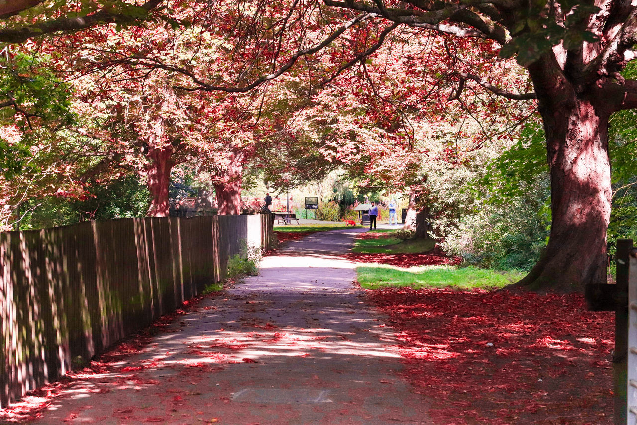 plant, tree, growth, flower, nature, direction, flowering plant, the way forward, beauty in nature, blossom, footpath, day, springtime, pink color, park, fragility, freshness, outdoors, cherry blossom, architecture, no people, cherry tree