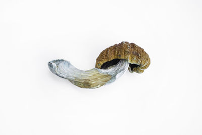 High angle view of shell against white background