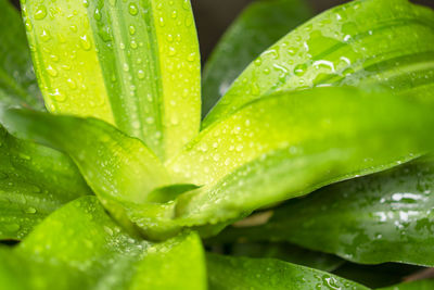 The water droplet from raindrops on fresh yellow and green leaf of queen of dracaena's leaflet