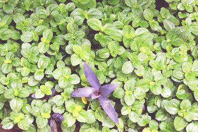 Purple plant between green plants