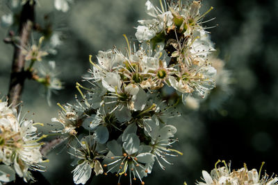 Close-up of white flowering plant