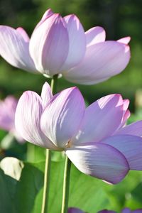 Close-up of pink crocus blooming outdoors