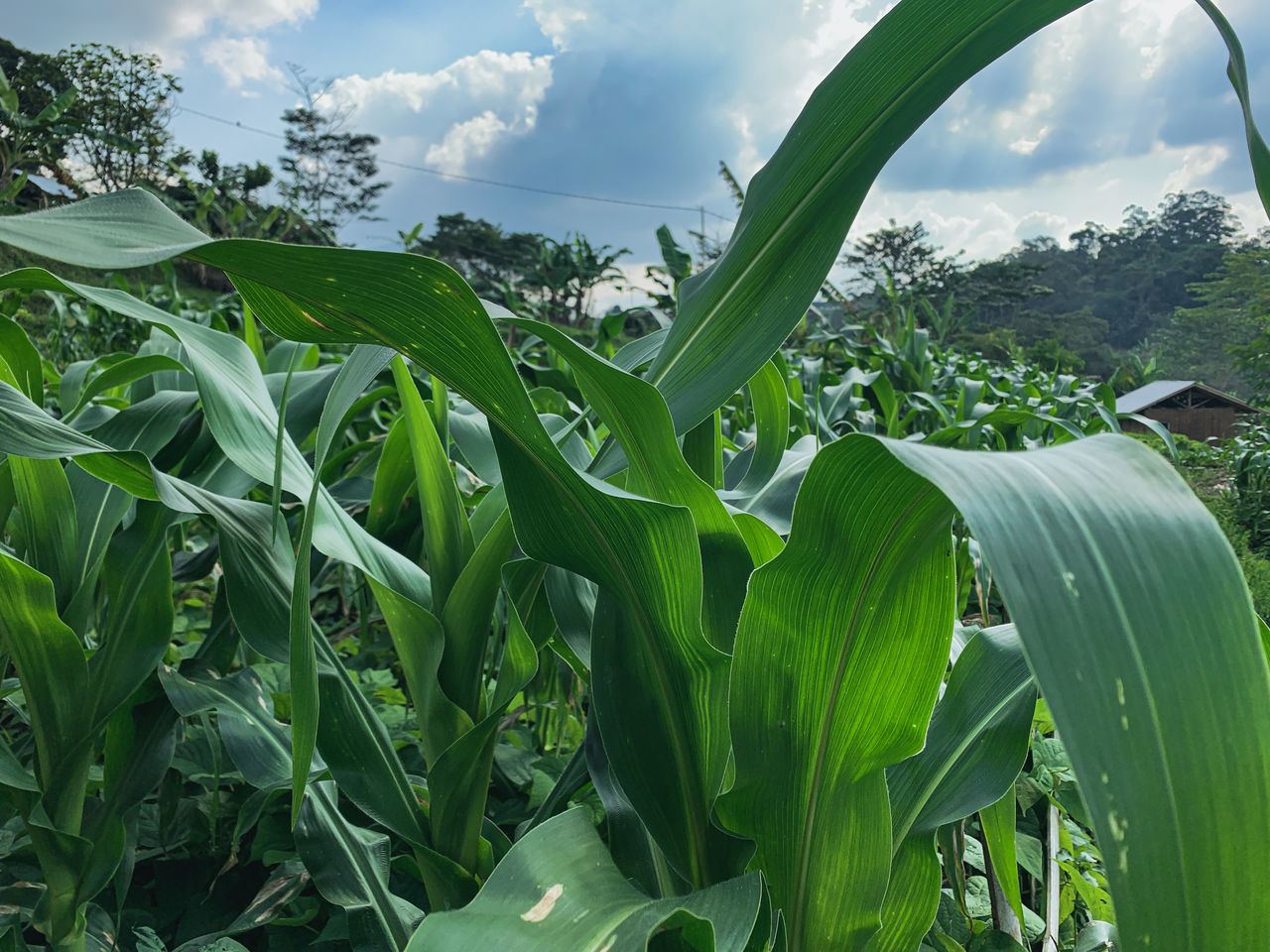 plant, green, growth, corn, agriculture, nature, landscape, cloud, sky, field, crop, land, leaf, food, plant part, food and drink, rural scene, cereal plant, environment, flower, no people, beauty in nature, vegetable, farm, day, outdoors, grass, food grain, freshness, scenics - nature, banana tree, banana leaf, plantation