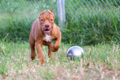 Dog running on field