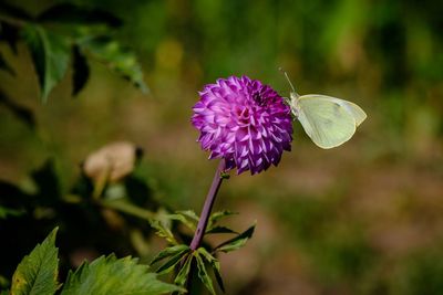 Close-up of purple flowering plant