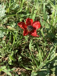 Close-up of red flower on field