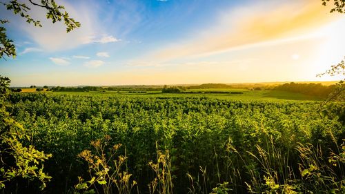 Scenic view of field against sky during sunset