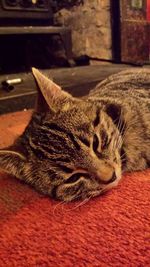 Close-up of cat relaxing