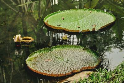 Close-up of lotus water lily in lake