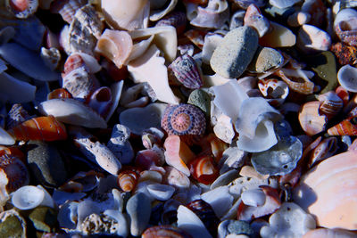 Full frame shot of seashells