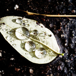 High angle view of raindrops on leaf