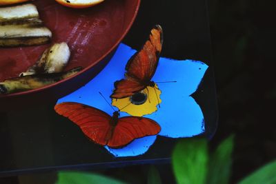 Close-up of insect on flower