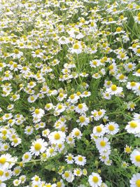 High angle view of white flowering plants on field