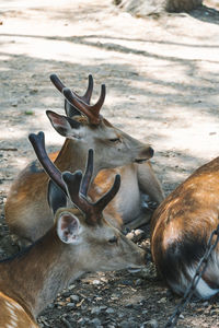 Deer relaxing on field