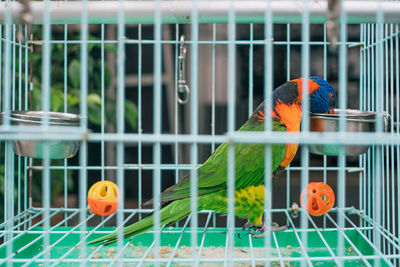 View of parrot in cage