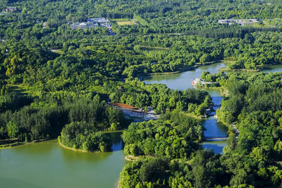 High angle view of trees and plants in river