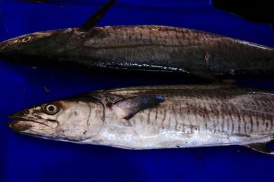 Close-up of fish on table