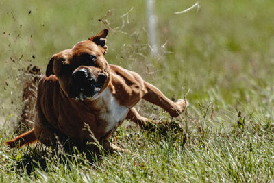 Dogs on grassy field