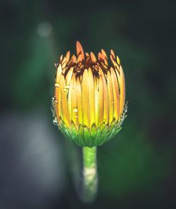 Close-up of yellow flower bud