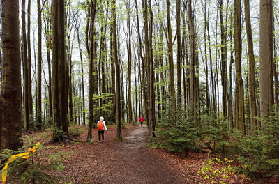  unidentified people hiking or trek towards lubon wielki mountain through forest in poland 