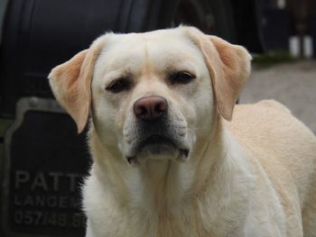 Close-up portrait of dog