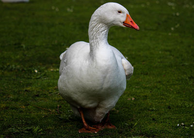 White goose in a field