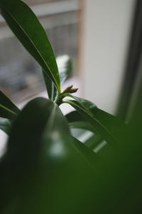 Close-up of potted plant