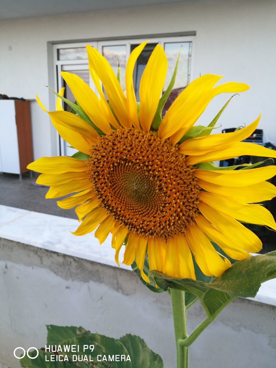 yellow, flower, flower head, fragility, freshness, petal, close-up, sunflower, growth, vibrant color, beauty in nature, blossom, plant, springtime, nature, in bloom, botany, day, bloom, yellow color, no people