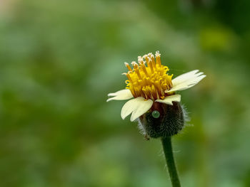 Close-up of yellow flower