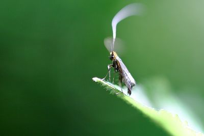 Close-up of insect