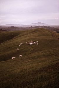 Aerial view of cattle on mountain against sky