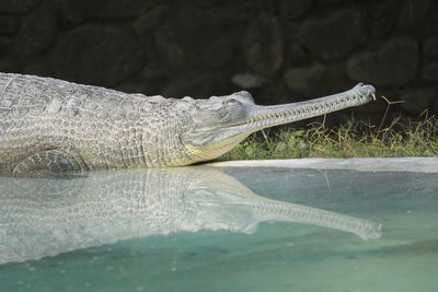 Close-up of a alligator in water