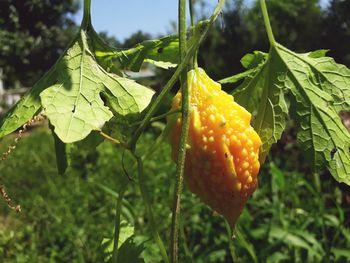 Close-up of fresh fruit on plant