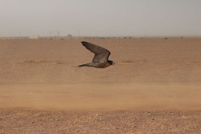 Side view of a bird flying over land