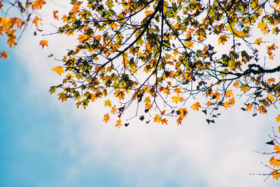 Low angle view of tree against sky