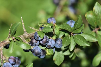 Close-up of berries growing on plant