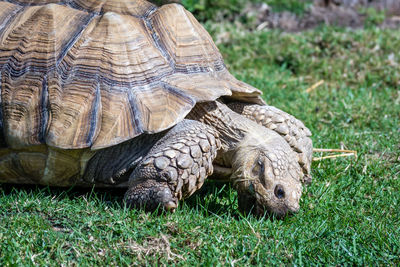 Close-up of a tortious on grass