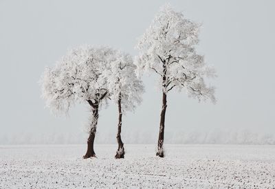 Trees on snow covered land against clear sky