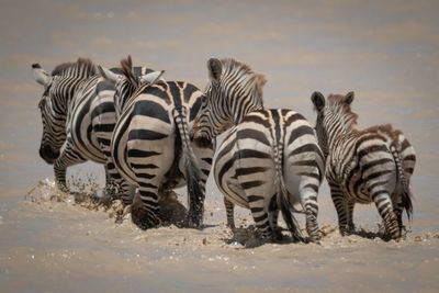 Four plains zebra cross shallow muddy lake