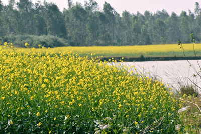 Yellow flowers in field