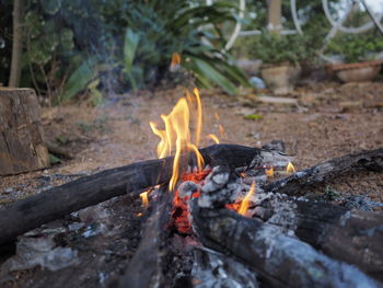 Close-up of fire on log