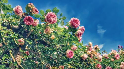 Low angle view of pink flowering plants