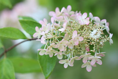 Close-up of cherry blossom plant