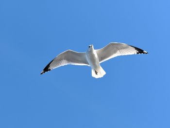 Low angle view of bird flying against clear blue sky