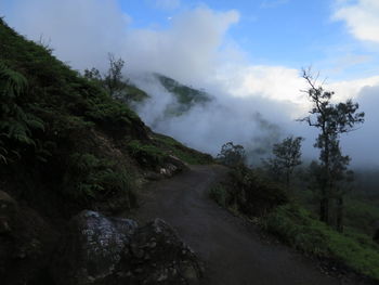 Road amidst trees against sky