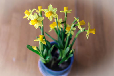 Close-up of yellow flowering plant in pot