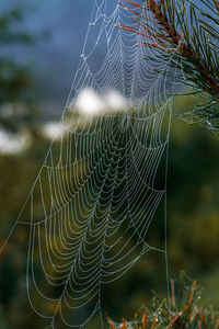 Close-up of spider web