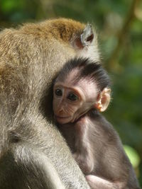 Close-up portrait of monkey