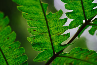 Close-up of green leaves