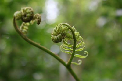 Close-up of fern